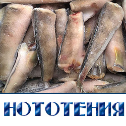 Рыба нототения купить по оптовой цене в Московской области 
