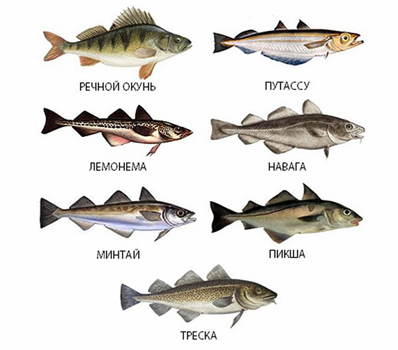 Виды Нежирной Рыбы Для Диеты