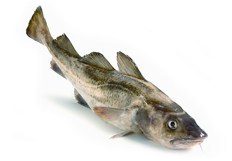 Рыба треска растет в течение всей своей жизни, и большинство рыб к 3 годам вырастают в длину в среднем до 40-50 см. Размеры зрелых особей трески зависят от ареала, самые крупные представители вида атлантической трески достигают 1,8-2 м в длину, при этом вес трески может составлять около 96 кг. Тело трески отличается вытянутой веретенообразной формой. Анальных плавников 2, спинных 3. Голова рыбы крупная, челюсти разной величины — нижняя короче верхней. На подбородке растет один мясистый усик.