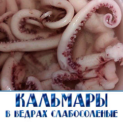 Оптовая продажа соленых кальмаров в Москве ведрами 
