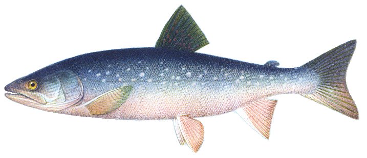 Арктический голец — рыба семейства лососевых, образует множество форм: проходных, озёрно-речных и озёрных. Распространен он очень широко: ареал проходной формы кольцом охватывает весь полярный круг.Проходные гольцы — крупные, до 88 см длины и 15 кг веса, рыбы серебристого цвета, с темно-голубой спиной, бока их покрыты довольно крупными светлыми пятнами. Входя в реки, они темнеют, спина становится зеленовато-коричневой, бока коричневатыми, с серебристым отливом и многочисленными красными или оранжевыми пятнами. Брюхо обычно серо-белое и только у нерестующего гольца ярко-красное или оранжевое, горло белое или оранжевое, грудные, брюшные и анальный плавники розовые или красные, за исключением передних лучей, которые обычно молочно-белого цвета. Нерестится проходной голец осенью и в начале зимы; некоторые рыбы, вероятно, весной. Нерест происходит в мелких, быстрых ключах, реках и озерах на каменистом галечном грунте, у берега, в местах с относительно замедленным течением.