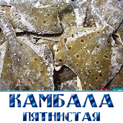 Камбала пятнистая свежемороженая по низким оптовым ценам  малыми партиями в Московской области.