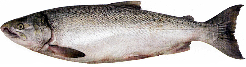 Кижуч - это рыба, которая относится к роду лососей Тихого океана. Размеры кижуча довольно большие, в некоторых случаях рыба может достигнуть около 90 сантиметров, а максимальный вес составляет примерно 14-15 килограмм. Отличительная черта кижучей, благодаря которой они выделяются среди своего семейства - это серебристый оттенок чешуи, именно этот фактор породил в Японии и Америке второе название данной рыбы: "серебристый лосось", а на территории России некоторое время назад его называли "белой рыбой". В зависимости от того, где именно обитает кижуч, существуют различные его виды, главное отличие которых - это их параметры. Например, максимальная длина кижучей, которые водятся в азиатских водах - 88 сантиметров, а вот в Северной Америке можно встретить и полуметрового кижуча.