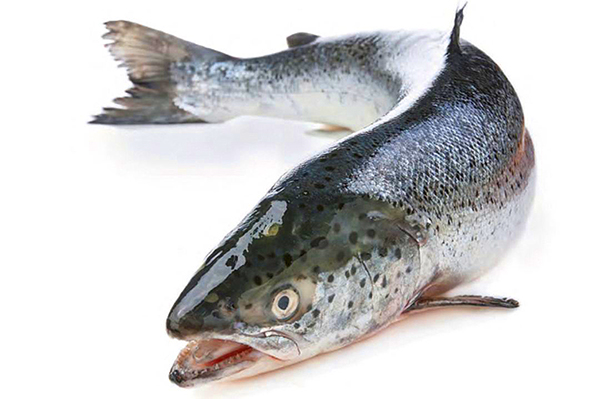 Собственно лососем считается сёмга вообще, или сёмга во время нереста. С другой стороны, термин «лосось» присутствует в названии более десятка разных видов рыб из разных подсемейств, а также в названии двух родов — Благородные лососи и Тихоокеанские лососи. 