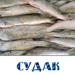 Купить судака свежемороженого по оптовой цене с доставкой по Московской области 