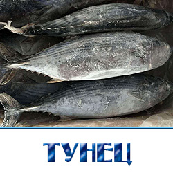 Купить тунец оптом с доставкой по Московской области 