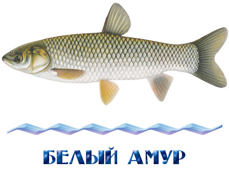 Купить живую рыбу белый амур в Истринском районе для зарыбления частный прудов и водоемов 