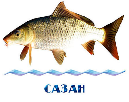 Купить сазана для зарыбления в Москве и Московской области. Сазан для пруда и мальки сазана с доставкой. Компания «РЫБНОЕ ИЗОБИЛИЕ» — склад в селе Новопетровское, самовывоз со скидкой, безналичный расчет без НДС. Зарыбление водоёмов карпом, щукой, сомом, осетром, форелью и другими видами.