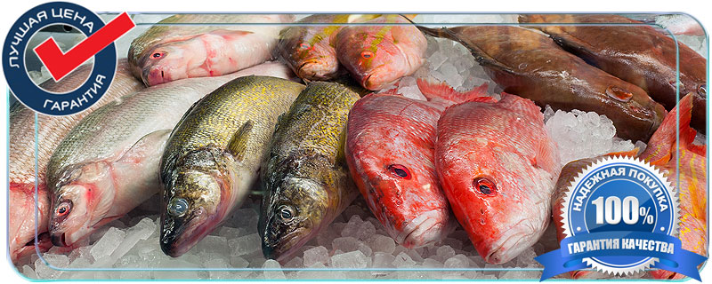 продажа высококачественной быстрозамороженой рыбы  в Московской области 
